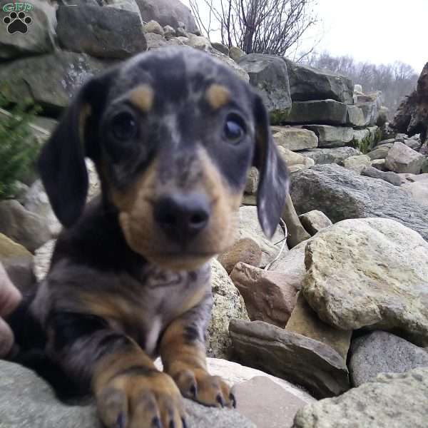 Lil Yeller, Dachshund Puppy